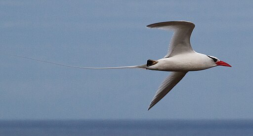 Red-billed Tropicbird JCB