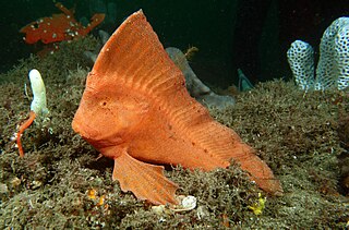 <span class="mw-page-title-main">Australian prowfish</span> Family of fishes