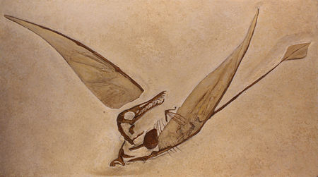 Rhamphorhynchus