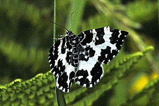 Rheumaptera Genus of moths