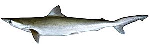 Thumbnail for Grey sharpnose shark