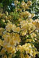 Rhododendron Y1.jpg