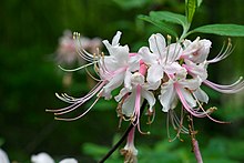 Rhododendron canescens Arkansas.jpg