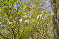 Rododendron quinquefolium 05. jpg