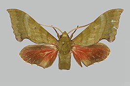 Rhodoprasina corolla