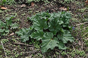 Rhubarb (Rheum).jpg