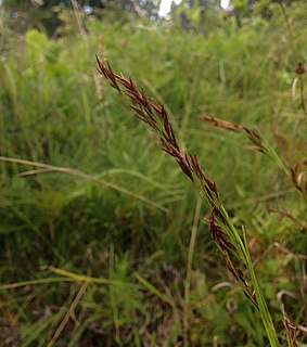 <i>Rhynchospora inexpansa</i>