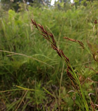 <i>Rhynchospora inexpansa</i> Species of grass-like plant