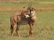 Roan Antelope, Parque Nacional Kafue, Zâmbia, novembro de 2011.jpg