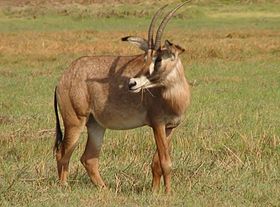 Roan Antelope, Kafue National Park, Zambia, Nov 2011.jpg