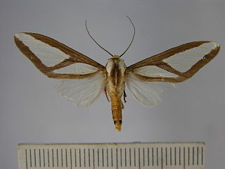 <i>Robinsonia similis</i> species of insect