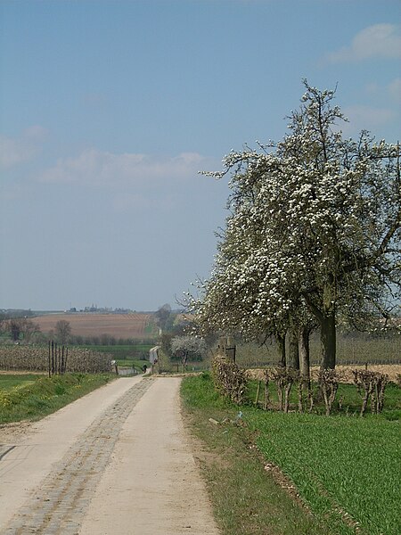 Still in use: the Roman paved road between Tongeren and Tienen