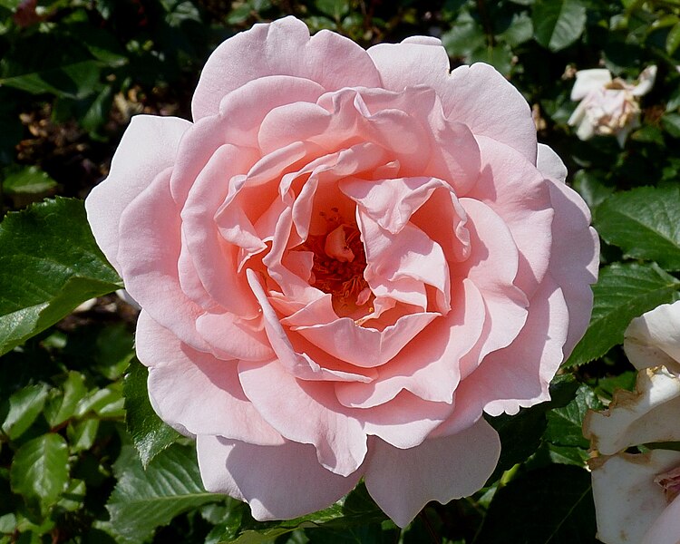 File:Rosa 'L'aimant' J1.jpg