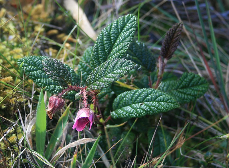 File:Rubus acanthophyllos 1.jpg