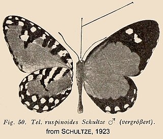 <i>Telipna ruspinoides</i> Species of butterfly