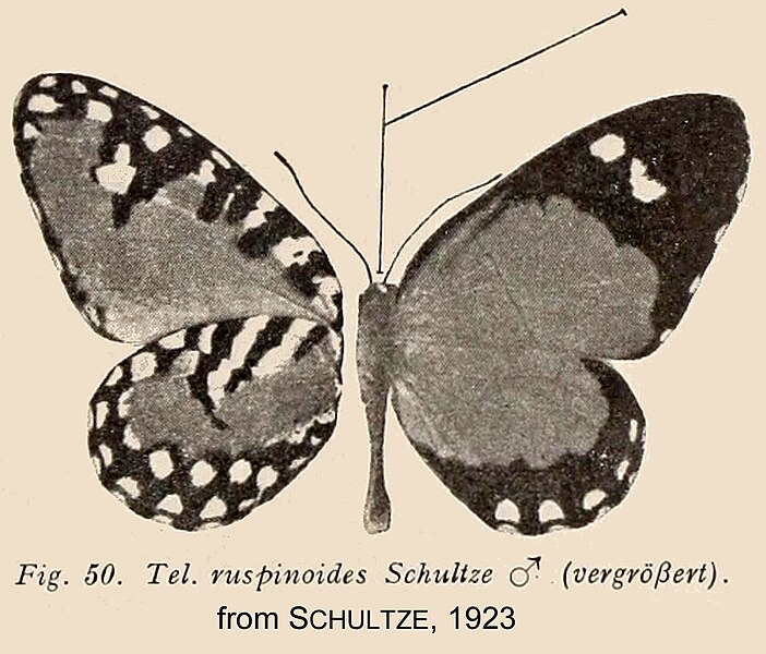 File:RuspinoidesSchultze1923OD.jpg