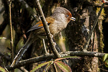 Rusty-fronteggiato Barwing Fambong Lho Wildlife Sanctuary Sikkim India 29.03.2014.jpg