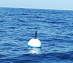 A buoy is sufficient to retain claim to an attached artifact SVP-B.jpg