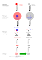 SVT PhenotypegenotypeMutationAde2.svg