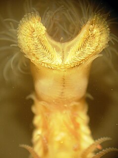 <i>Sabellaria alveolata</i> Species of annelid worm