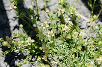 Sagina procumbens flowering.jpg