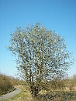 Salix caprea 017.jpg