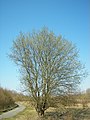 de: Salweide (Salix caprea) Ort: Kirchhain, Hessen, Deutschland en: Goat Willow (Salix caprea) Location: Kirchhain, Hesse, Germany