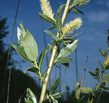 Salix lucida(01).jpg