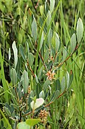 Salix pedicellaris 5497216.jpg