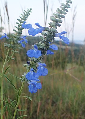 Prairie sage