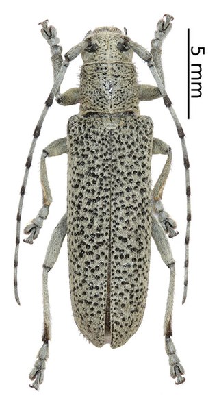 <i>Saperda similis</i> Species of beetle