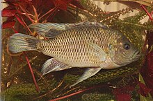 Sargochromis carlottae.jpg 