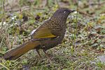 Thumbnail for Scaly laughingthrush