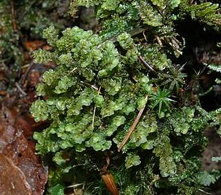 <i>Scapania</i> Genus of liverworts