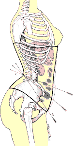 Efecte d'una cotilla nova o abdominal