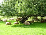 Schafe auf streuobstwiese.jpg