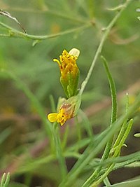 S. pinnata