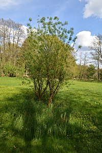 Schleswig-Holstein, Großenaspe, Osterau NIK 6358.jpg