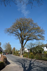 Schleswig-Holstein, Tornesch, Naturdenkmal 12-04 NIK 2275.JPG