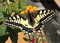 Old World Swallowtail (Papilio machaon) Schwalbenschwanz