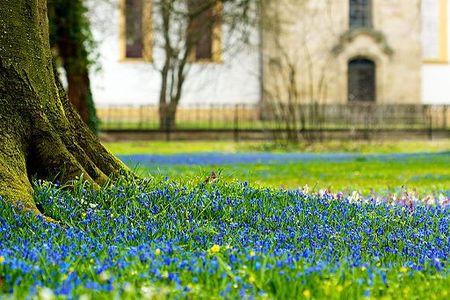 Scilla flowers in the garden of ellingen castle