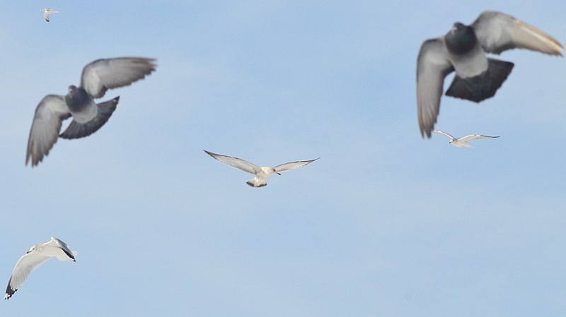 File:Seagulls and Pigeons over a frozen Lake Erie (8421598624).jpg