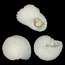 Kerang Homalopoma parvum.jpg