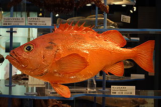 <i>Sebastes flammeus</i> Species of fish