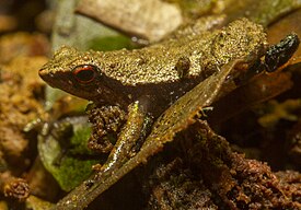 Sechellophryne gardineri