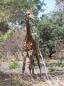 South African giraffe translocated to Senegal SenegalGiraffe.jpg