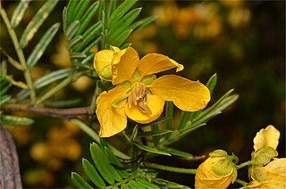 <i>Senna aciphylla</i> Species of legume