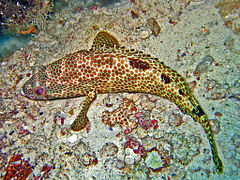 Description de l'image Serranidae - Epinephelus spilotoceps.jpg.