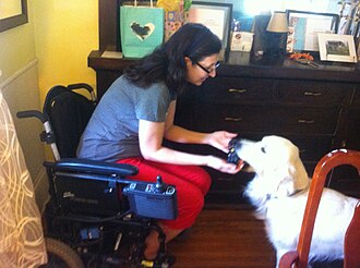 Bringing dropped object to person in wheelchair. Service dog and handler in wheelchair.jpg