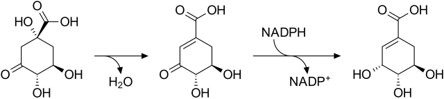 Etap II. Biosynteza szikimianu z 3-dehydrochinianu